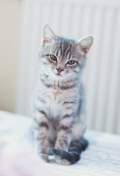 lovely gray pussy is interesting