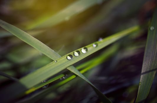 Three drops of dew on the grass