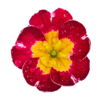 pink Primula Primrose with dew drops isolated white background