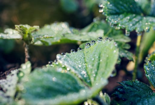 strawberry leaves with beautiful beautiful dew drops