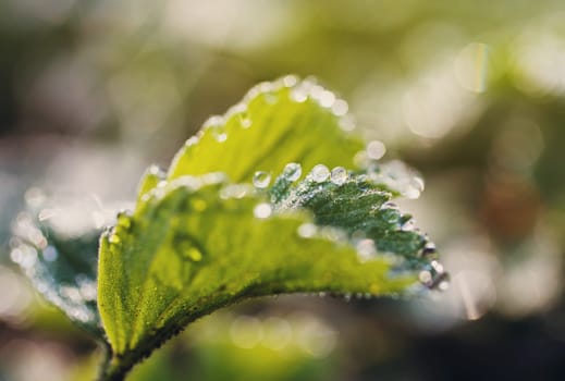 strawberry leaves with beautiful beautiful dew drops