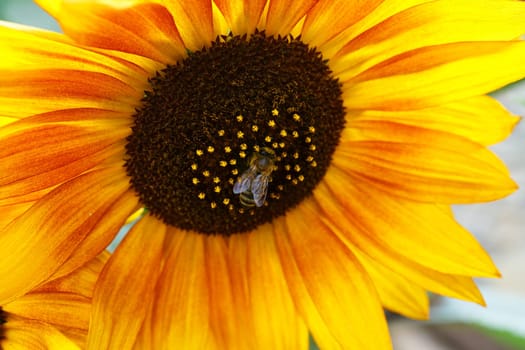 Sunny bee