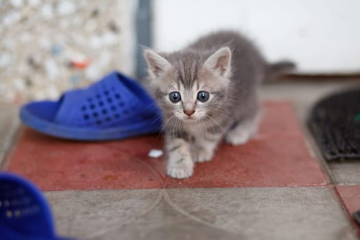 funny gray-brown kitten playing