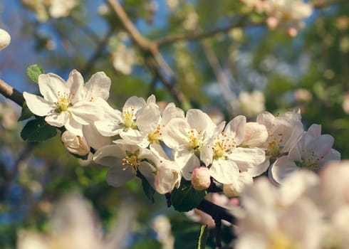 Flowers of the cherry blossoms on a spring day