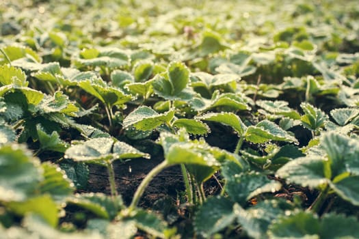 strawberry leaves with beautiful beautiful dew drops