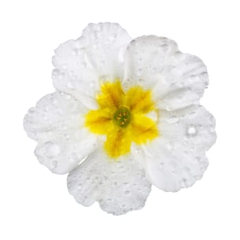 White Primula Primrose with dew drops isolated white background