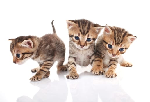 Three little kitten isolated on white