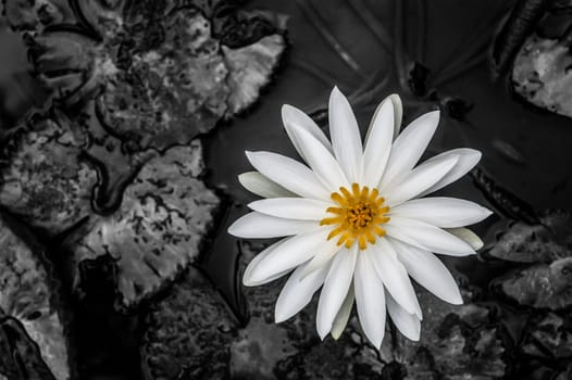 Water lily, in the pond surrounded, by the leaves with targeted Black and White filter applied.
