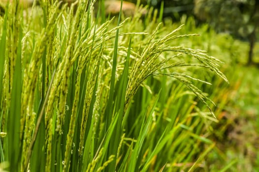 Groing rice. The endge of the rice paddy. One object fall out of the row.