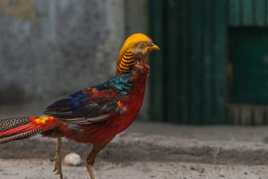 Nice wild cock very coloroful in a zoo