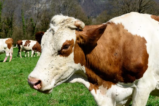 close up on the head of a cow in a meadow