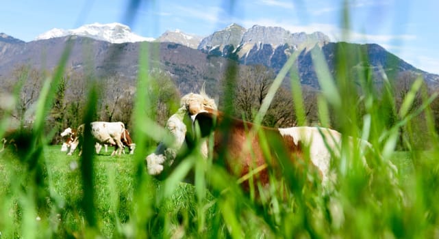 cows in a meadow with grass in the foreground