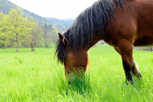 brown horse with a black mane in a meadow