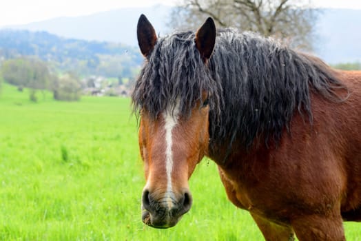 brown horse with a black mane in a meadow