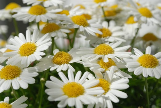 Margerites 03