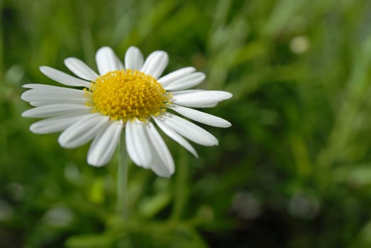 Margerites 04