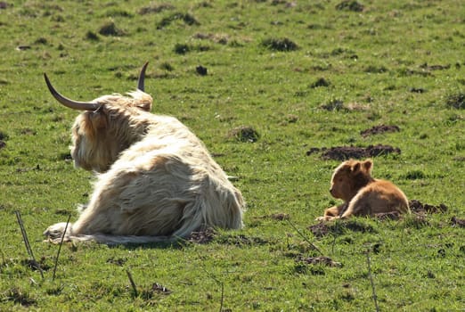Scottish highland cow with newborn calf