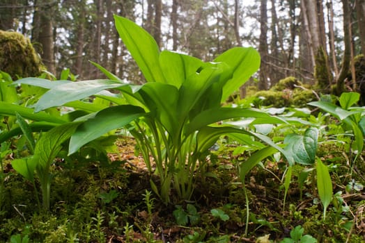 Green wild garlic meadow in woods close up