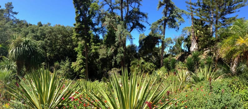 Sunny subtropical garden wide view. nature landscape with various plants in the park