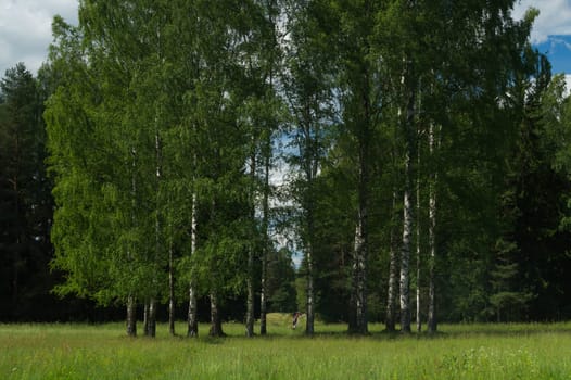 Overgrown forest. trees and plants nature background