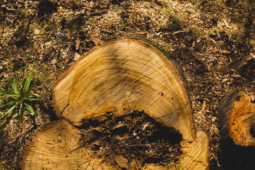 Wooden stump in the forest. beatiful summer nature background with copy space