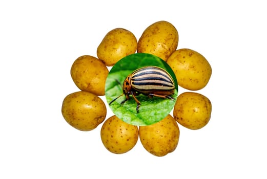 Insect pest colorado potato beetle on a potato crop. Leptinotarsa decemlineata. Insect parasite. Potato leaf beetle. Animals in nature. Gardening. Agricultural business. Farm harvest.