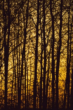 Abstract golden forest texture background. forest tree branches silhouette