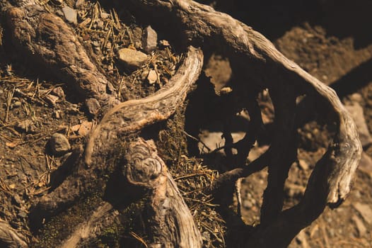 Root tree in forest. nature wooden background