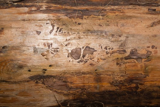 Old wood background. wooden texture