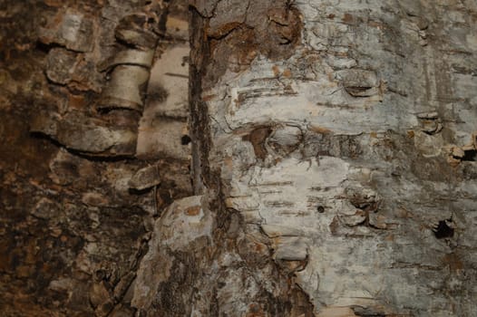 Bark of the tree. wooden background. wood texture