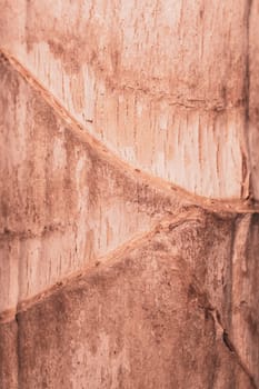 Trunk of a plant macro. wood background. wooden texture