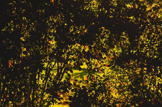 Sunlight through tree foliage. shiny leaves in sunlight. beautiful background with golden leaves in forest. nature abstract background
