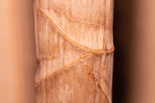 Trunk of a plant macro. wood background. wooden texture