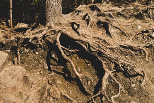 Root tree in forest. nature wooden background