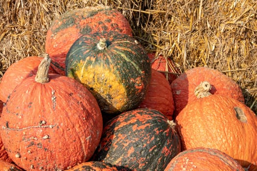 A large collection of Red Wart (Cucurbita) pumpkins at the market on a sunny autumn day. Beautiful background for a natural health and nutrition concept.