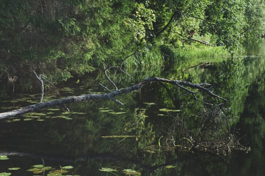 Abstract reflections of the dense forest on the calm water surface. overgrown shore