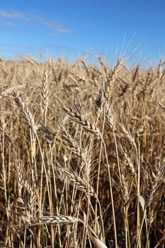 Closeup of a barley field with a blue sky.