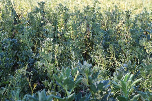 A background of a field of broad beans growing.