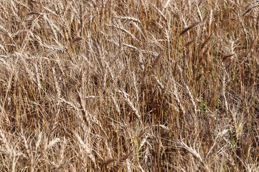 A background photo of ripe barley heads in a field.