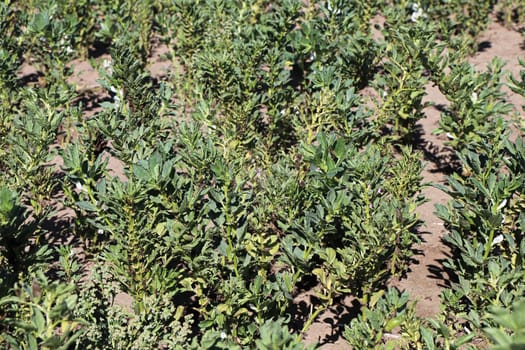 A field of broad beans growing in sandy soil.