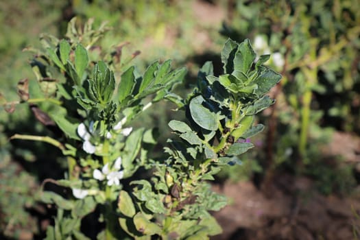 Top perscpective of a broad bean plant in bloom.