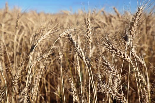 Closeup of a barley field with a blue sky.