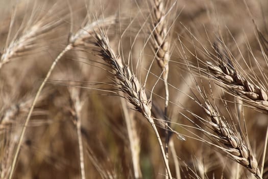 Closeup of ripe barley heads in the fall.