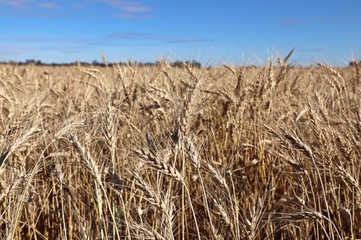 Closeup of a barley field with a blue sky.