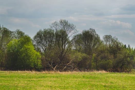 Green field and forest nature background. meadow in the wood