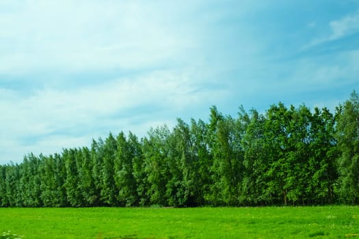Green field and forest nature background. meadow in the wood