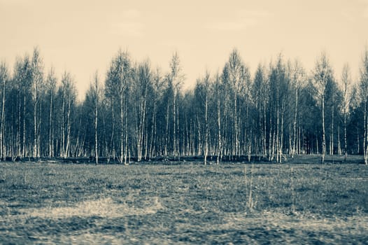 Field and the forest with birch trees nature background. meadow near the wood