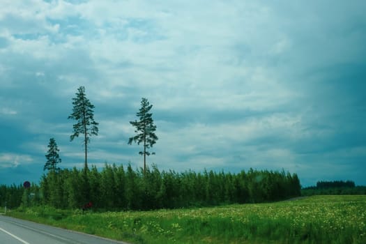Green field and forest nature background. meadow in the wood