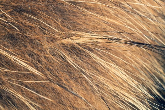 Brown fur fibers close up background. abstract macro texture of fluffy material