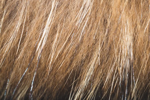 Brown fur fibers close up background. abstract macro texture of fluffy material